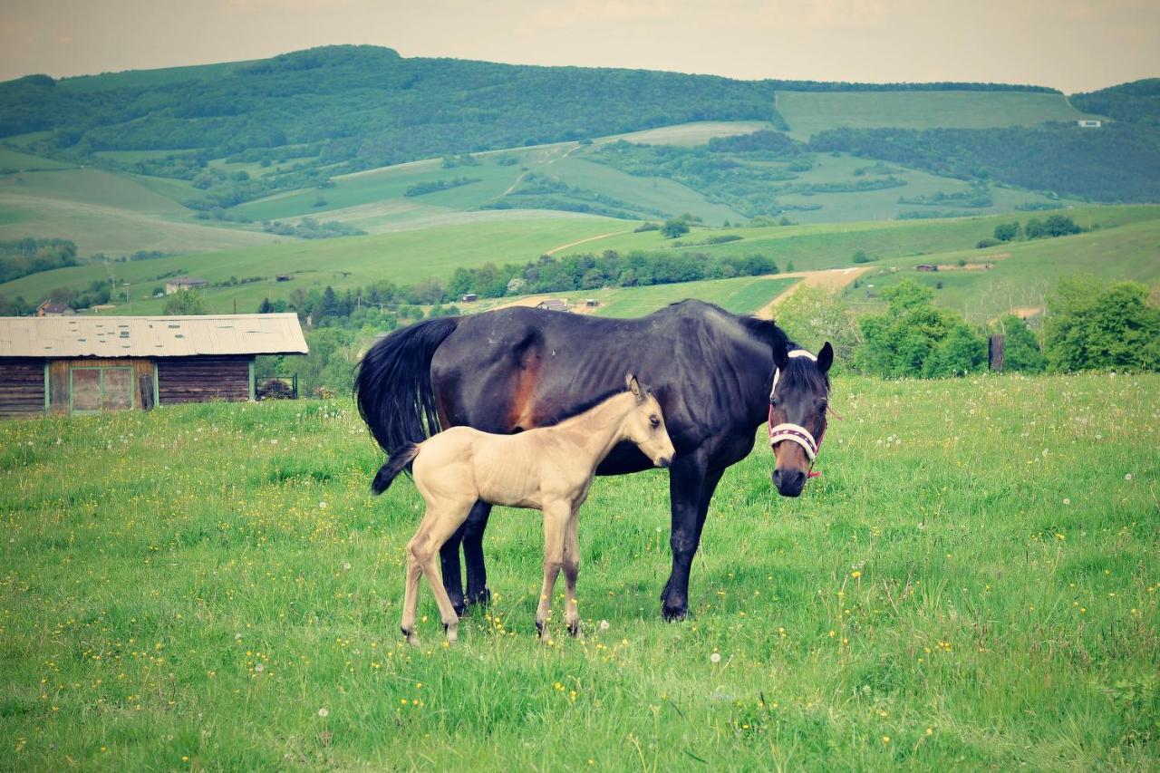 Chata Koniaren Villa Pavlovce Bagian luar foto